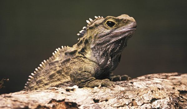 Tuatara