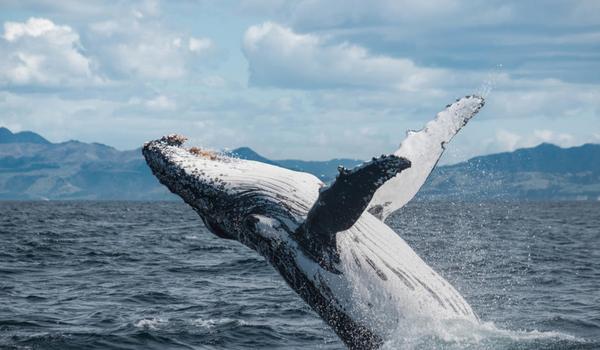 Whale Watching in Kaikoura