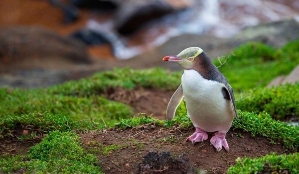 Yellow-Eyed Penguins