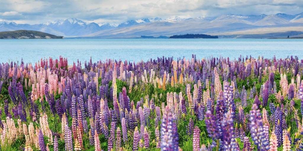 🎑 Travel to New Zealand During Spring (2024Guide)