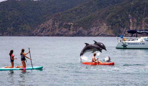 swim with dolphins
