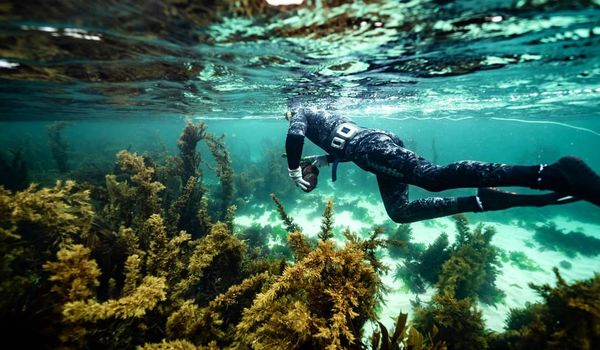 scuba diving in Stewart Island