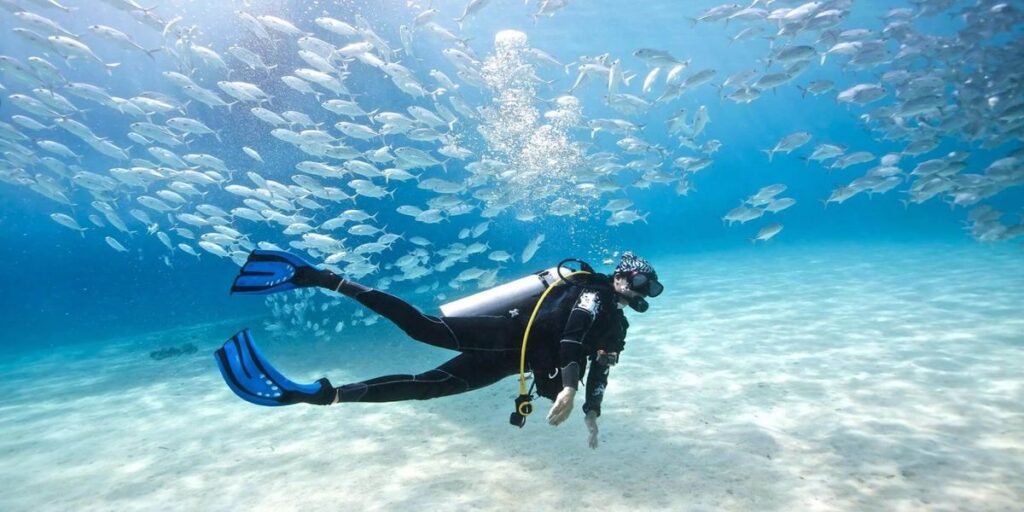 Scuba dive in New Zealand