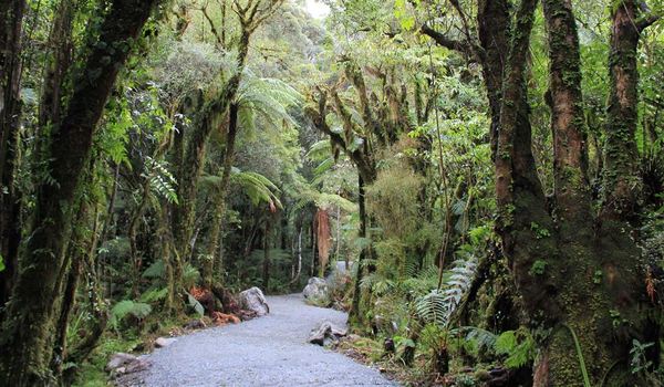 Te Ara a Waiau Walkway