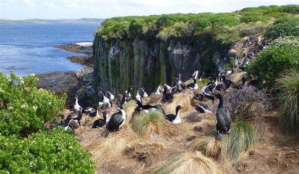 Auckland Island