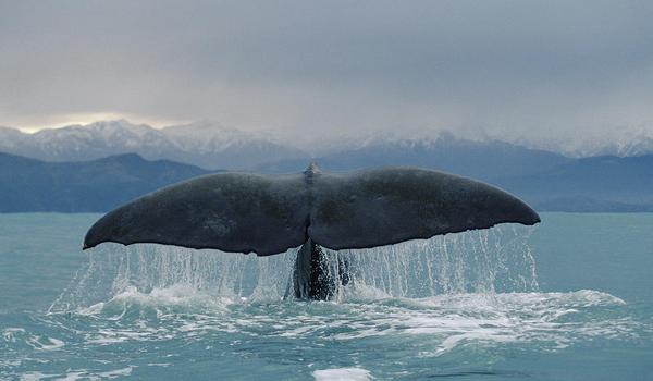Sperm Whale