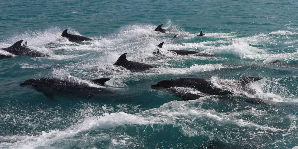 Dolphins in Akaroa