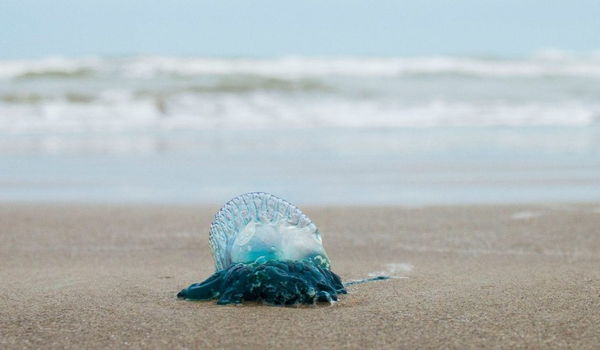 Bluebottle Jellyfish