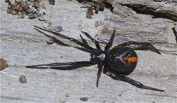 Katipo Spider