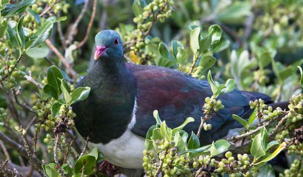 Kereru