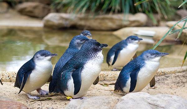 blue penguins