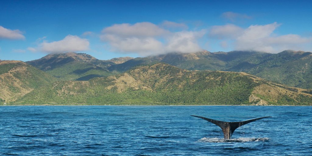 Animals in New Zealand
