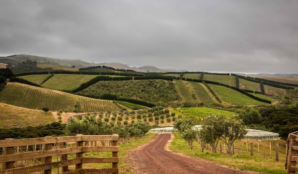 Man O' War Vineyards